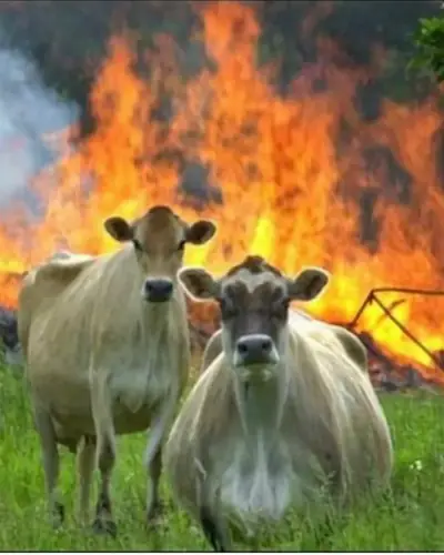 Meme card: two cows staring calmly while a fire burns behind them